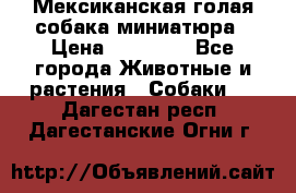 Мексиканская голая собака миниатюра › Цена ­ 53 000 - Все города Животные и растения » Собаки   . Дагестан респ.,Дагестанские Огни г.